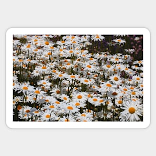 Stunning Field of White Oxeye Daisies Sticker